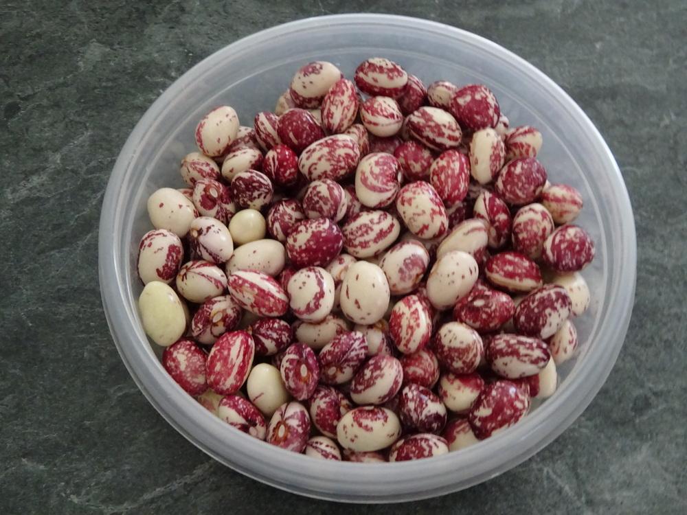 Photo of Dry Bean (Phaseolus vulgaris 'Good Mother Stallard') uploaded by Weedwhacker