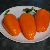 Orange Blaze sweet pepper