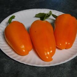 Location: My garden in Bark River, MI
Date: 2021-10-02
Orange Blaze sweet pepper