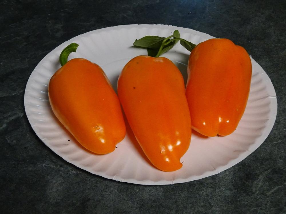 Photo of Bell Pepper (Capsicum annuum 'Orange Blaze') uploaded by Weedwhacker