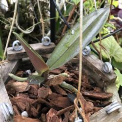 Location: Tampa, Florida
Date: 2021-10-10
A Phal revived by Agro-Thrive!