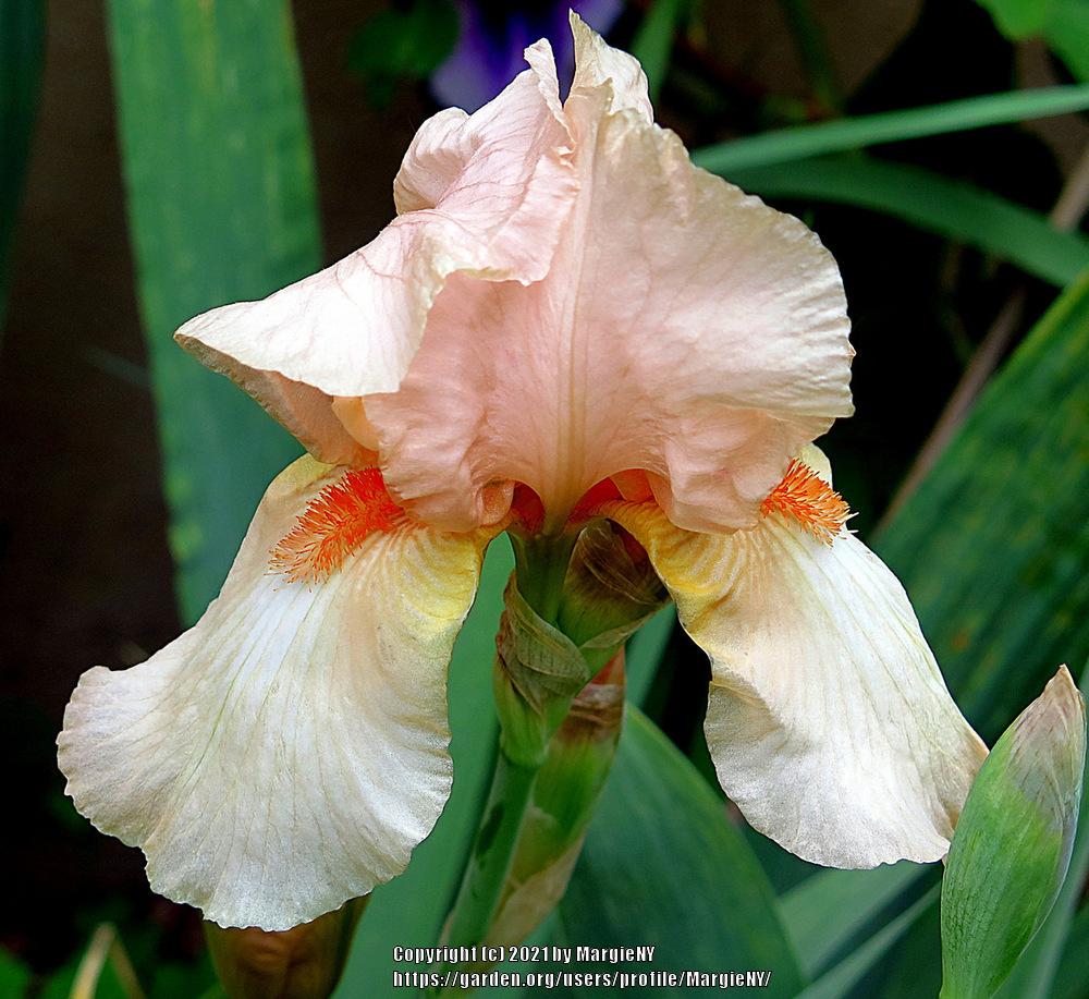 Photo of Tall Bearded Iris (Iris 'Jean Guymer') uploaded by MargieNY