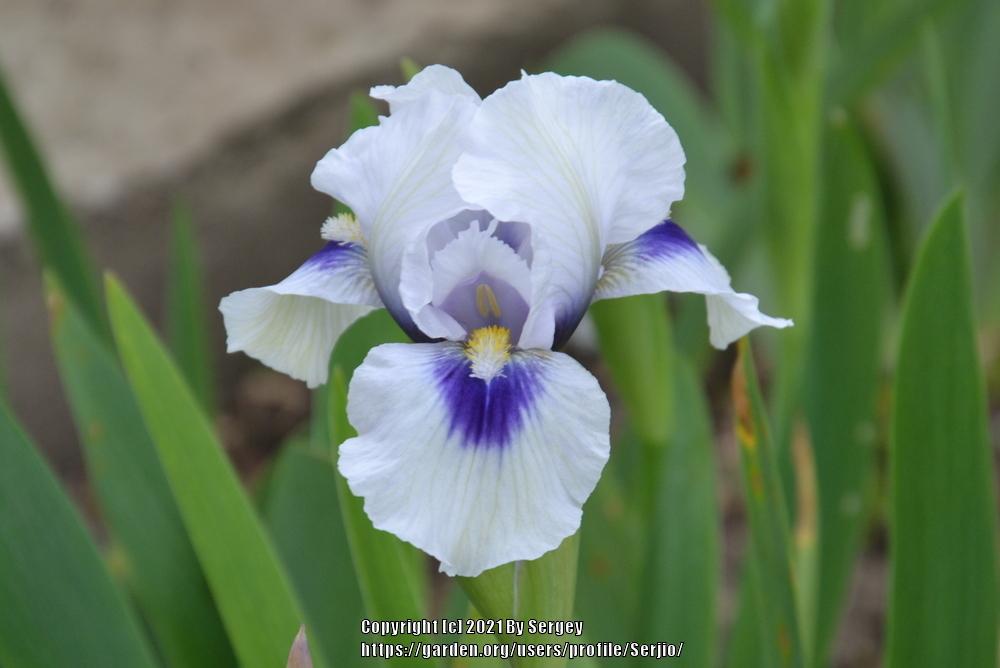 Photo of Arilbred Iris (Iris 'Desert Snow') uploaded by Serjio