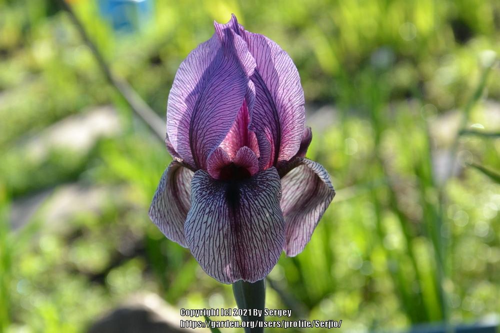 Photo of Aril Iris (Iris 'Dardanus') uploaded by Serjio