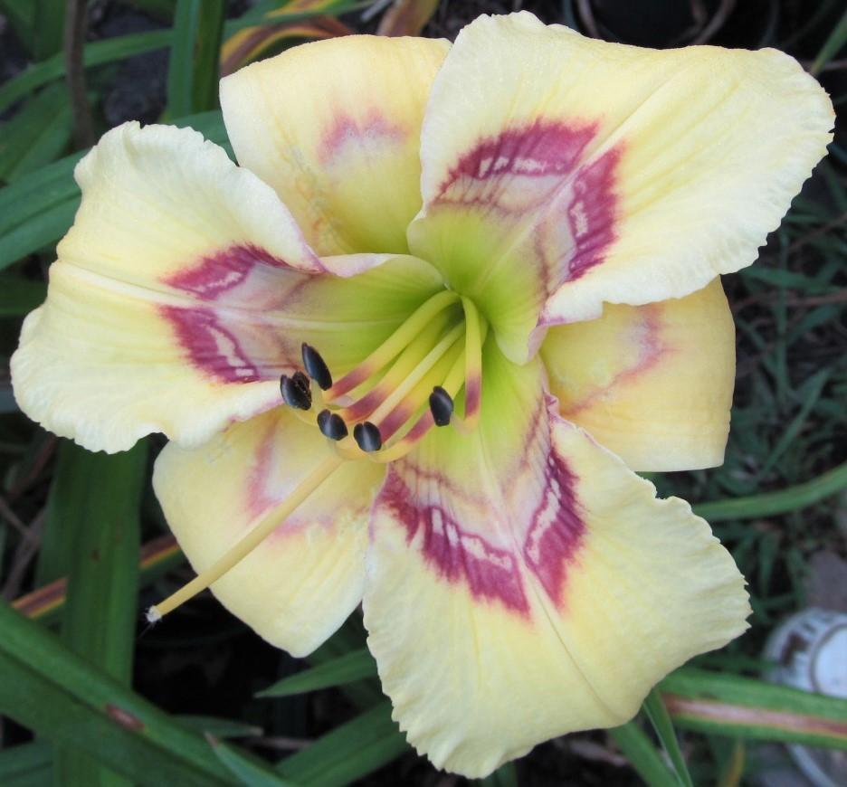 Photo of Daylily (Hemerocallis 'Four Beasts in One') uploaded by Sscape