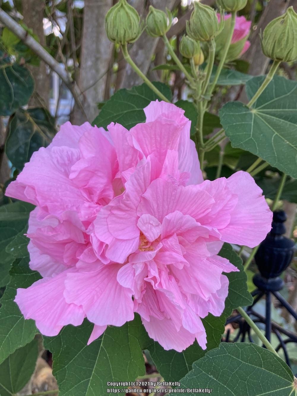 Photo of Confederate Rose (Hibiscus mutabilis) uploaded by BellaKelly
