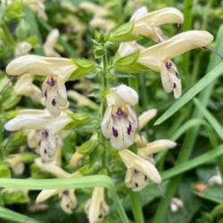 Location: Wilmington, Delaware USA
Date: 10/11/2021
Salvia glabrescens ‘Elk Yellow and Purple’ is blooming nicely