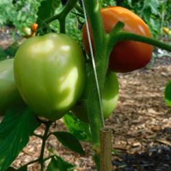 Location: Eagle Bay, New York
Date: 2020-08-11
Tomato (Solanum lycopersicum 'Burpee's Gladiator')