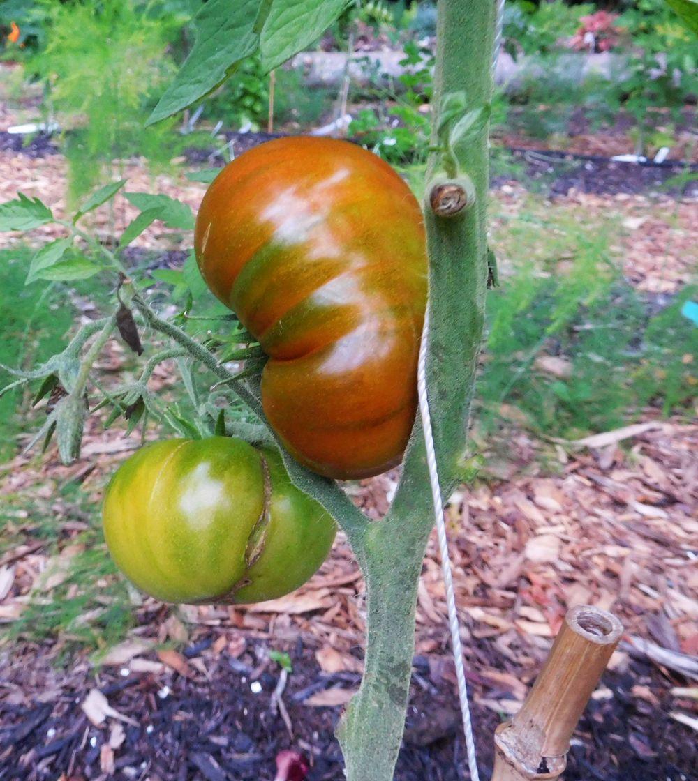 Photo of Tomato (Solanum lycopersicum 'Paul Robeson') uploaded by adknative