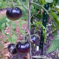 Location: Eagle Bay, New York
Date: 2020-08-10
Tomato (Solanum lycopersicum 'Black Beauty')