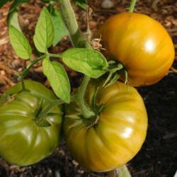 Location: Eagle Bay, New York
Date: 2020-08-11
Tomato (Solanum lycopersicum 'Vintage Wine')