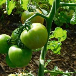 Location: Eagle Bay, New York
Date: 2020-08-11
Tomato (Solanum lycopersicum 'Fourth of July')