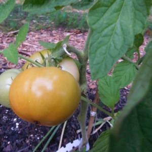 Tomato (Solanum lycopersicum 'Sub-Arctic Plenty')