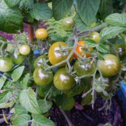 Location: Eagle Bay, New York
Date: 2020-08-10
Tomato (Solanum lycopersicum 'Tiny Tim') close