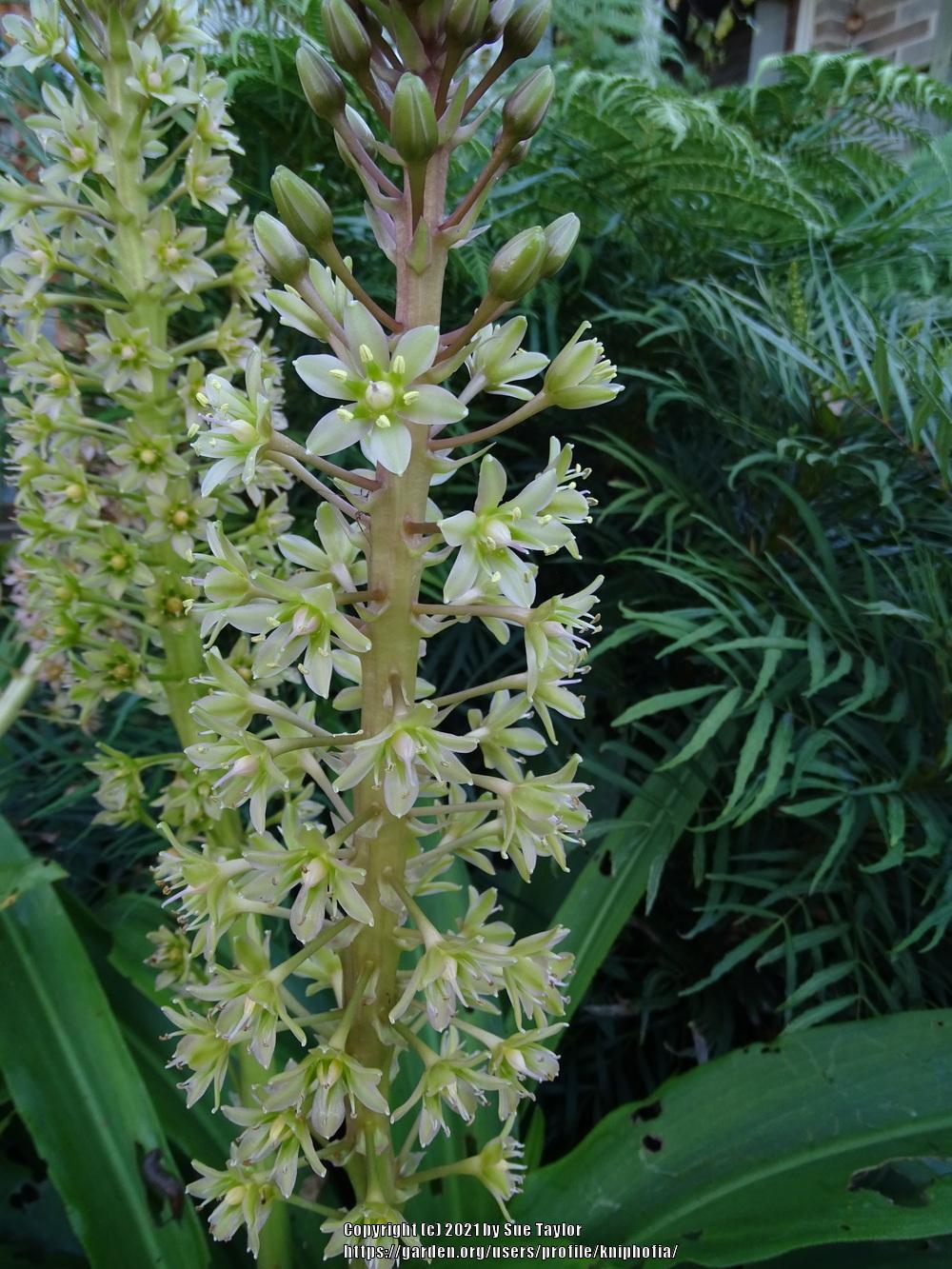Photo of Giant Pineapple Lily (Eucomis pallidiflora subsp. pole-evansii) uploaded by kniphofia