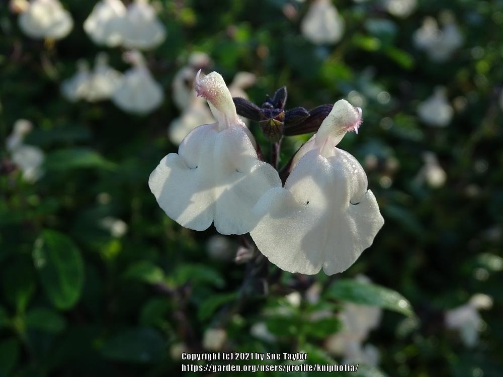 Photo of Salvia (Salvia x jamensis Heatwave™ Glimmer) uploaded by kniphofia