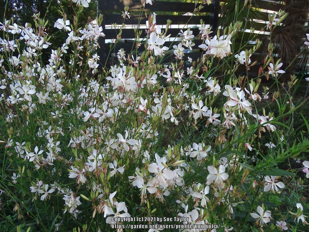 Photo of Appleblossom Grass (Oenothera lindheimeri 'The Bride') uploaded by kniphofia