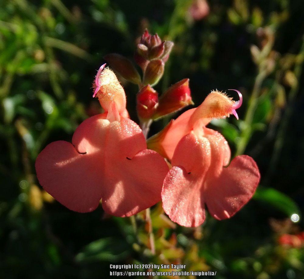Photo of Jame Sage (Salvia x jamensis 'California Sunset') uploaded by kniphofia