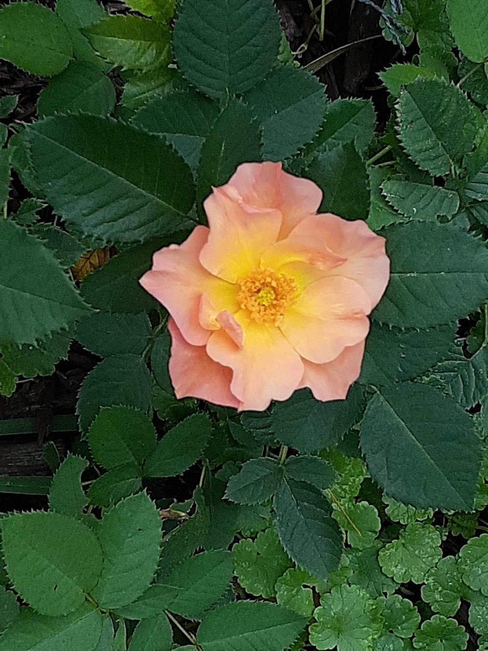 Photo of Rose (Rosa 'Morden Sunrise') uploaded by MNdigger
