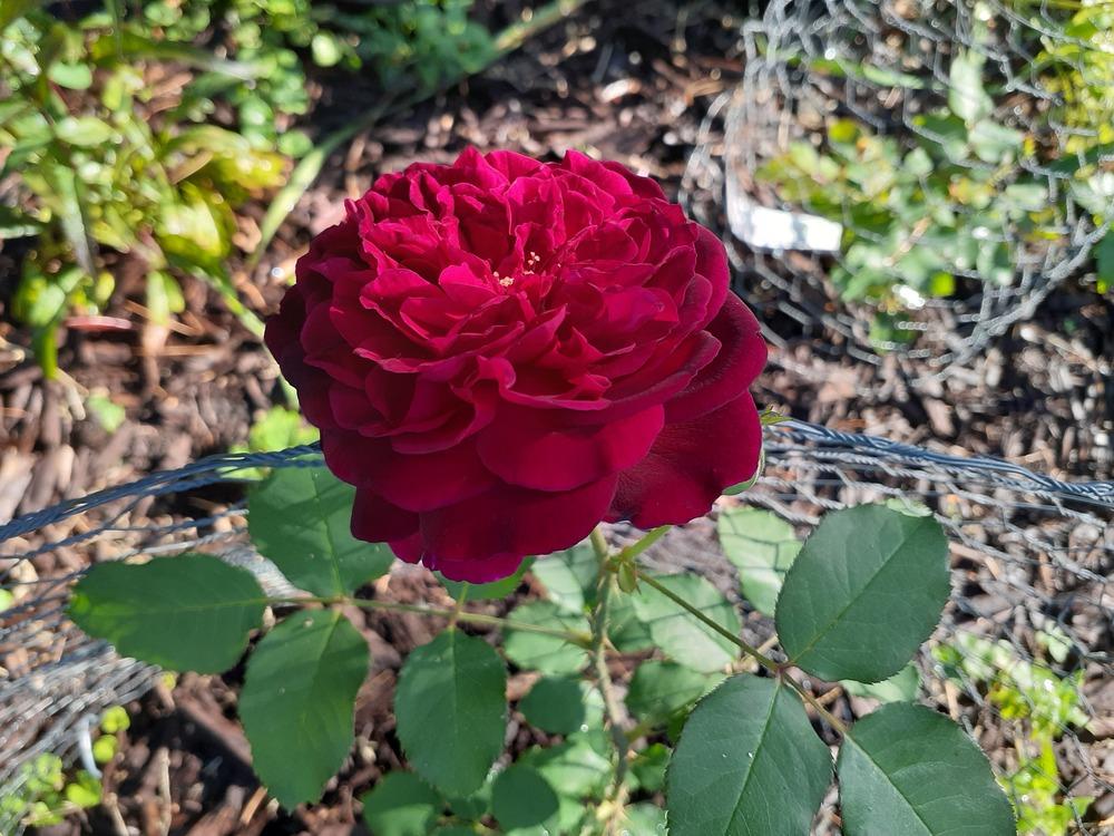 Photo of English Shrub Rose (Rosa 'Munstead Wood') uploaded by MNdigger