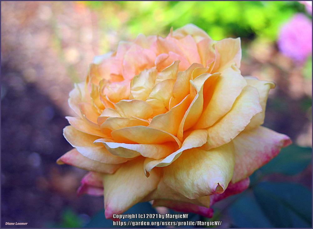 Photo of Rose (Rosa 'Diane Loomer') uploaded by MargieNY