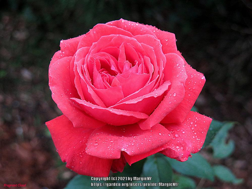 Photo of Rose (Rosa 'Fragrant Cloud') uploaded by MargieNY