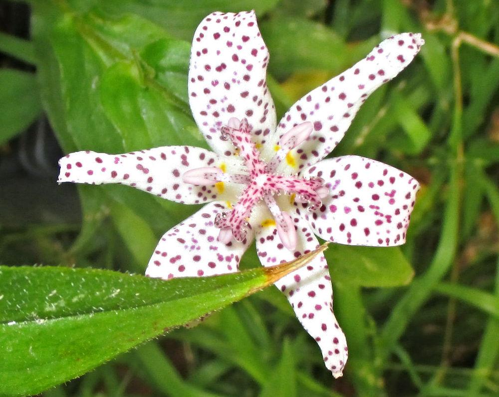 Photo of Toad Lily (Tricyrtis 'Taipei Silk') uploaded by Strever