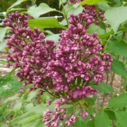 Location: Eagle Bay, New York
Date: 2020-05-28
Common Lilac (Syringa vulgaris Burgundy Queen®