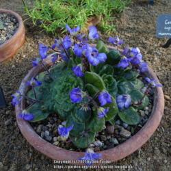 Location: RHS Harlow Carr alpine house, Yorkshire, UK
Date: 2021-10-10