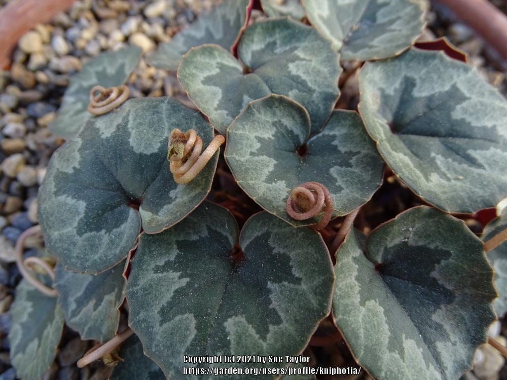 Photo of Cyclamen cilicium subsp. mirabile uploaded by kniphofia