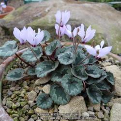 Location: RHS Harlow Carr alpine house, Yorkshire, UK
Date: 2016-10-21