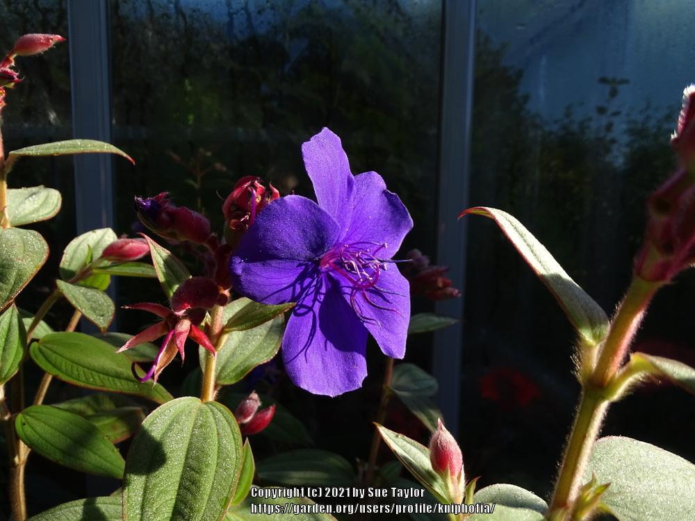 Photo of Princess Flower (Pleroma urvilleanum) uploaded by kniphofia