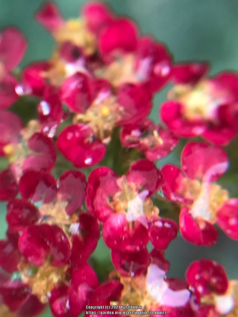 Photo of Yarrow (Achillea millefolium 'Paprika') uploaded by sedumzz