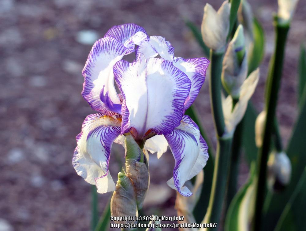 Photo of Tall Bearded Iris (Iris 'Swertii') uploaded by MargieNY
