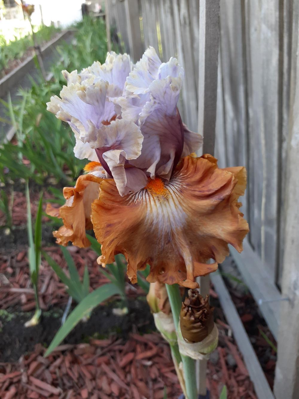 Photo of Tall Bearded Iris (Iris 'Cinderella's Secret') uploaded by PaulaHocking