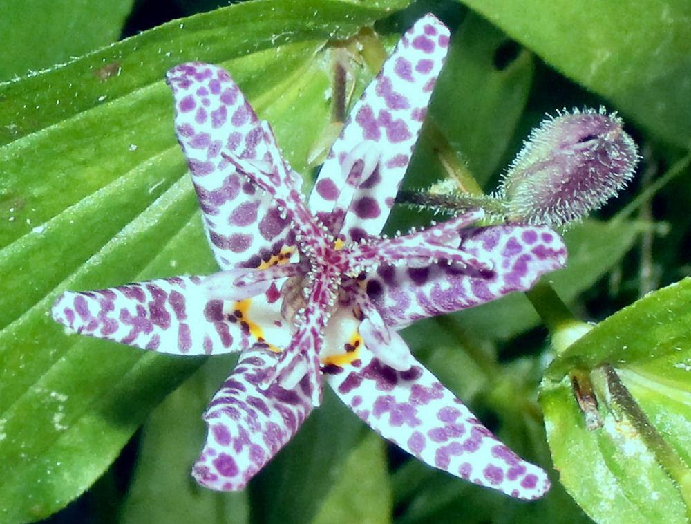 Photo of Toad Lily (Tricyrtis hirta 'Blue Wonder') uploaded by Strever