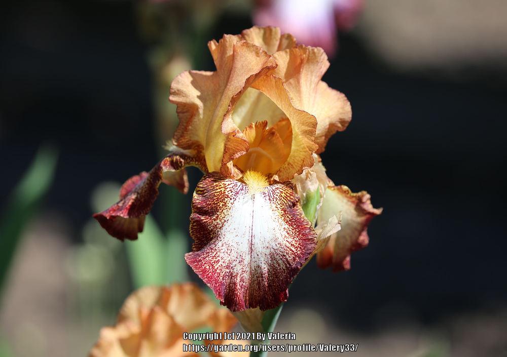Photo of Tall Bearded Iris (Iris 'Siva Siva') uploaded by Valery33