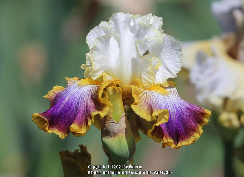 Photo of Tall Bearded Iris (Iris 'Patchwork Puzzle') uploaded by Valery33