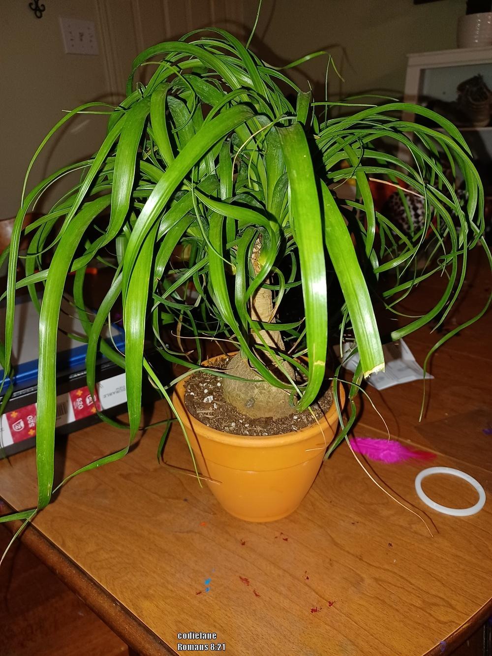 Photo of Ponytail Palm (Beaucarnea recurvata) uploaded by codielane