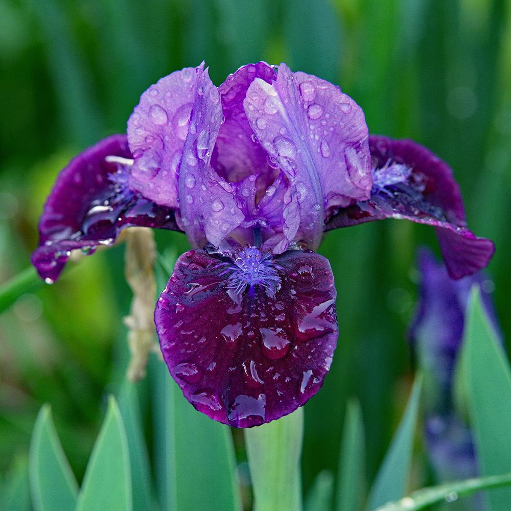 Photo of Standard Dwarf Bearded Iris (Iris 'Regards') uploaded by dirtdorphins