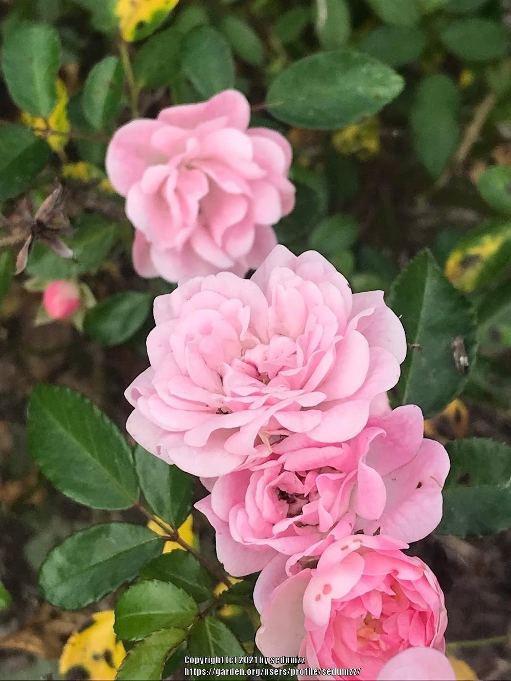 Photo of Rose (Rosa 'The Fairy') uploaded by sedumzz