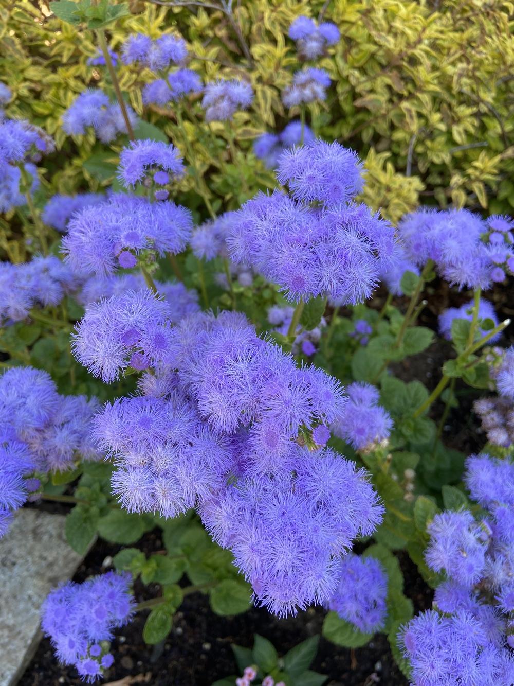 Photo of Floss Flower (Ageratum houstonianum) uploaded by Calif_Sue