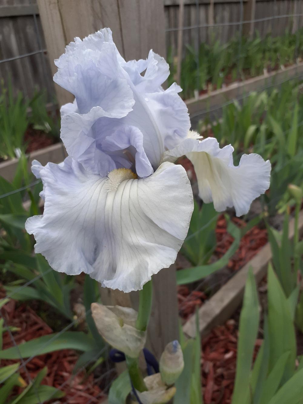 Photo of Tall Bearded Iris (Iris 'Tinted Crystal') uploaded by PaulaHocking