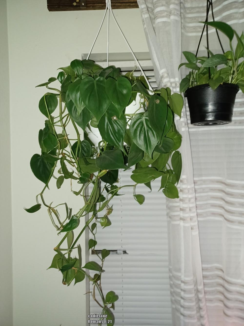 Photo of Heart Leaf Philodendron (Philodendron hederaceum var. oxycardium) uploaded by codielane