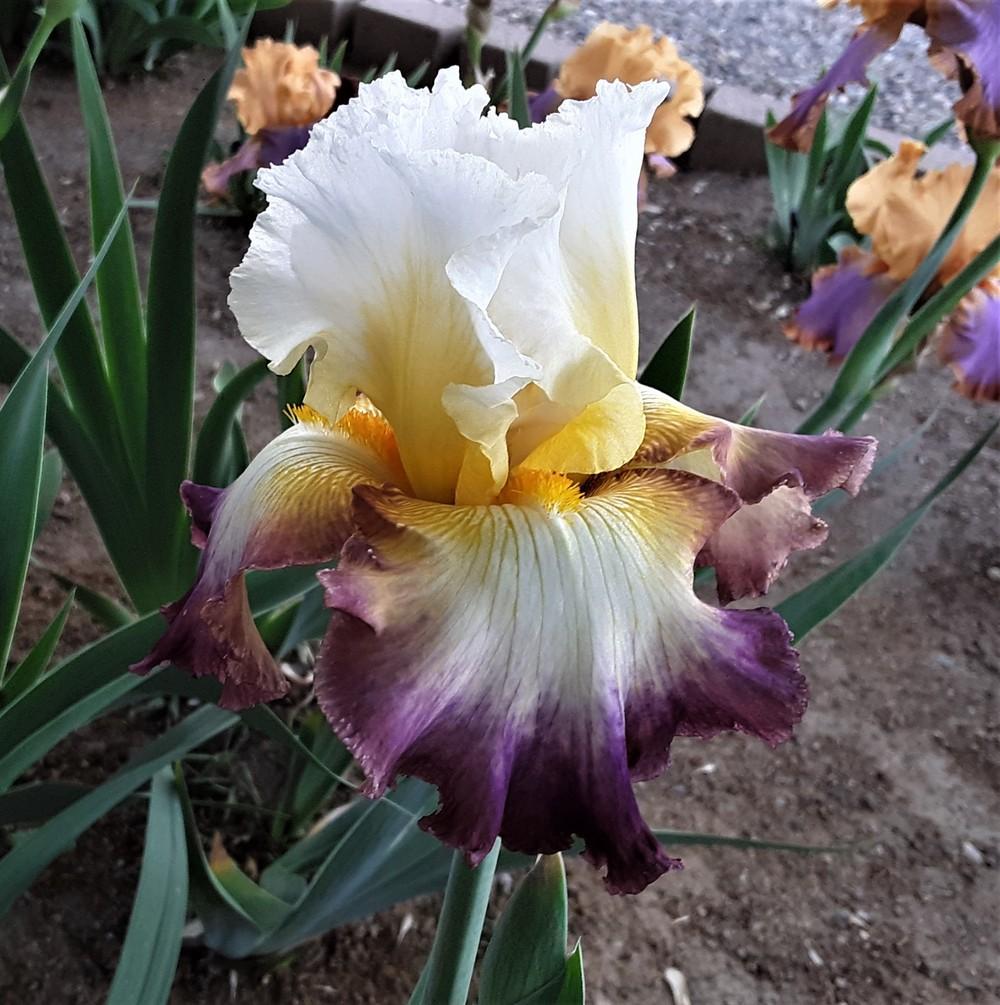 Photo of Tall Bearded Iris (Iris 'Starship Enterprise') uploaded by Bitoftrouble