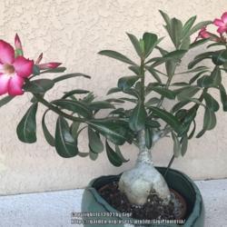 Location: Tampa, Florida
Date: 2021-10-15
Desert rose Hybrid  seedling, first bloom.