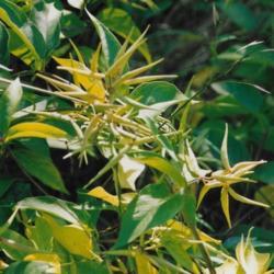 Location: Edwards Garden Ravine Ontario Canada
Date: 1999    July-August
Cynanchum rossicum  seedpodsforming