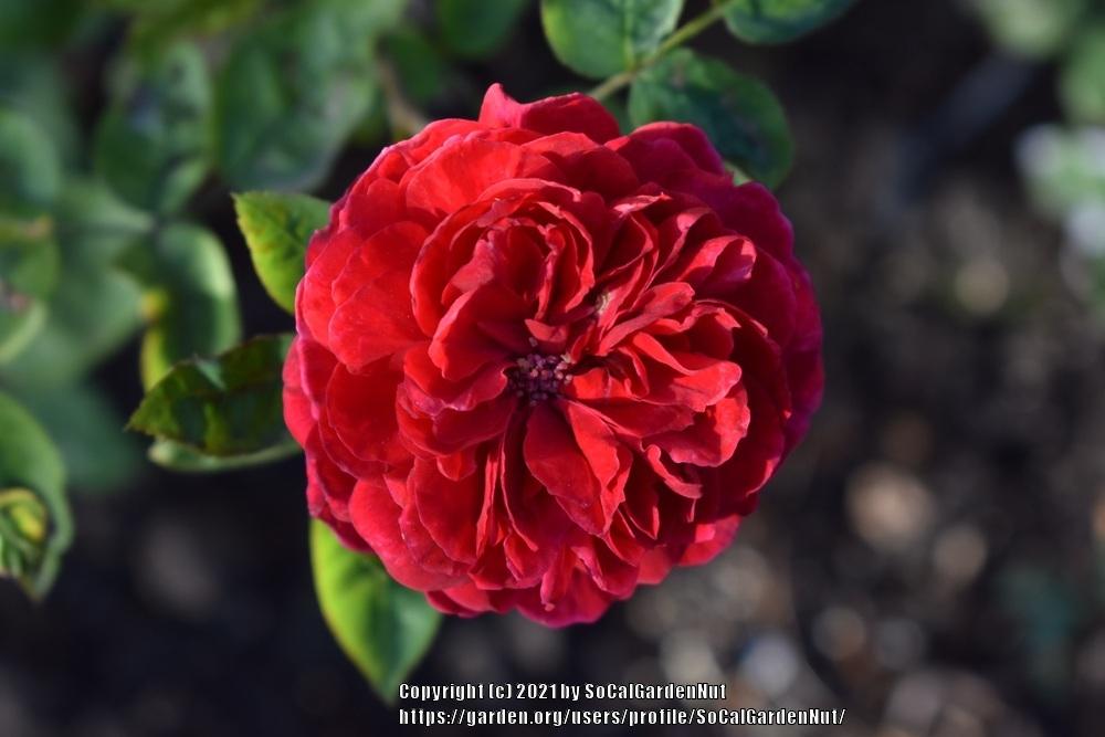 Photo of Rose (Rosa 'L. D. Braithwaite') uploaded by SoCalGardenNut