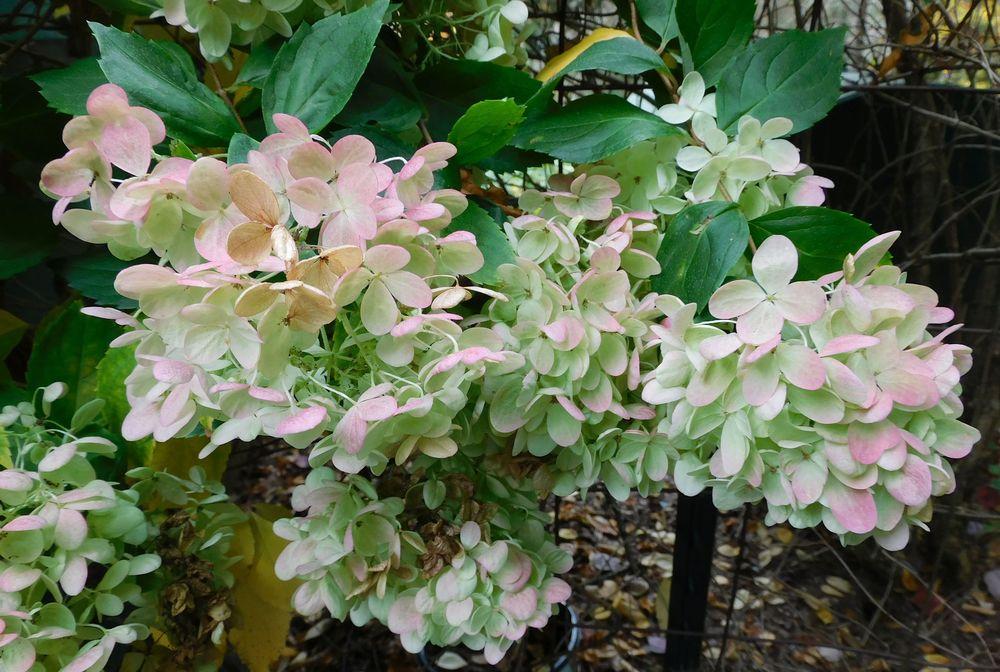 Photo of Smooth Hydrangea (Hydrangea arborescens 'Annabelle') uploaded by adknative