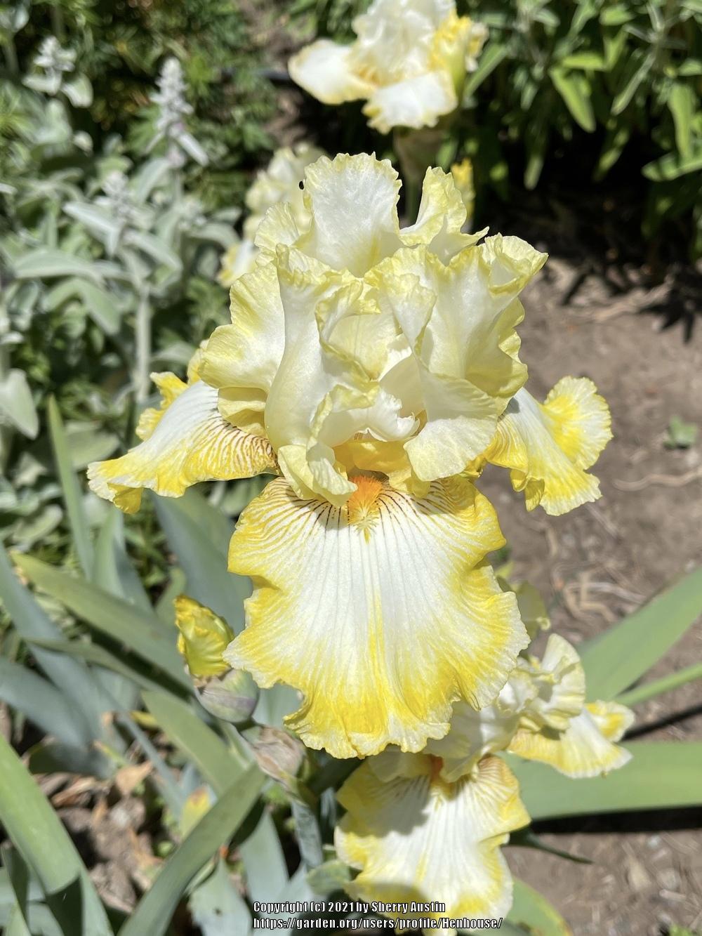Photo of Tall Bearded Iris (Iris 'Double Ringer') uploaded by Henhouse
